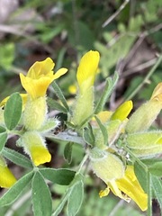 Chamaecytisus triflorus
