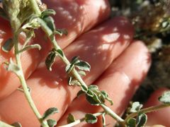 Plecostachys serpyllifolia