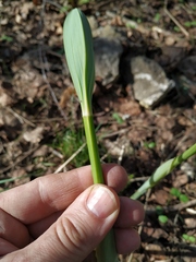Polygonatum × hybridum