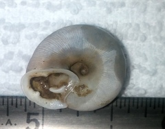 Triodopsis tridentata