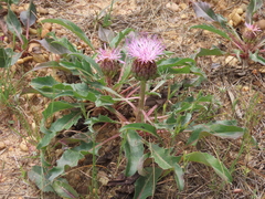 Klasea integrifolia monardii