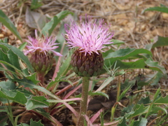 Klasea integrifolia monardii