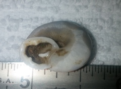 Triodopsis tridentata