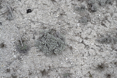 Artemisia hololeuca