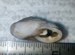 Triodopsis tridentata