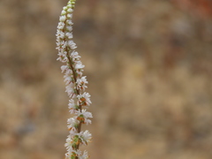 Sesamoides spathulifolia