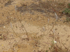 Sesamoides spathulifolia