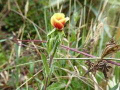 Oenothera epilobiifolia