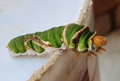 Papilio demodocus demodocus