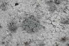 Artemisia hololeuca