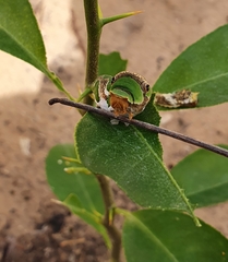 Papilio demodocus demodocus