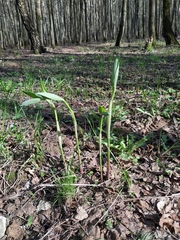 Polygonatum × hybridum