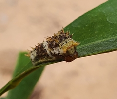Papilio demodocus demodocus