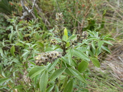 Otholobium mexicanum