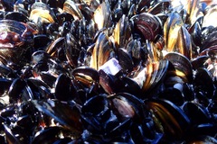 Semimytilus patagonicus