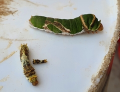 Papilio demodocus demodocus