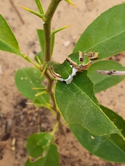 Papilio demodocus demodocus