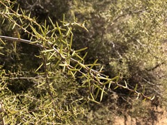 Acacia nyssophylla