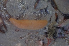 Thyone aurea