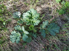 Heracleum sosnowskyi