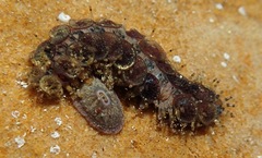 Image of Lepidonotus semitectus