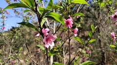 Prunus persica