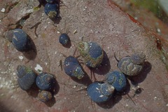 Tricolia capensis image