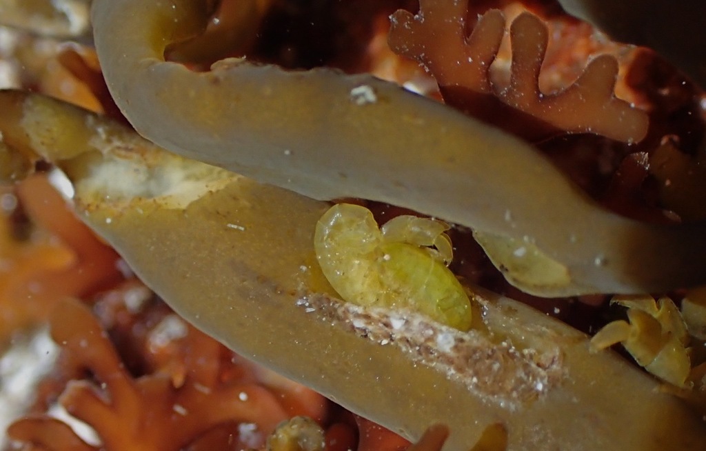 Macropisthopus