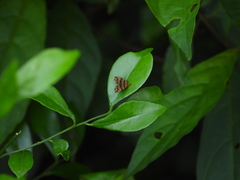 Choreutis amethystodes