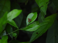 Choreutis amethystodes