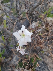 Pachypodium saundersii