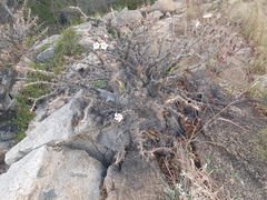 Pachypodium saundersii