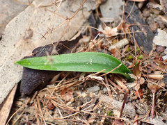 Chamaescilla corymbosa