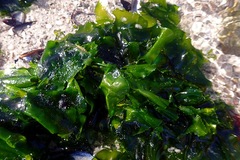 Ulva rigida