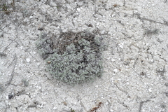 Artemisia hololeuca