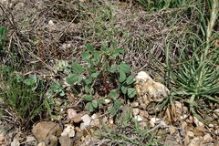 Melilotus neapolitanus