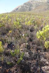 Paranomus longicaulis