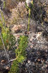 Paranomus longicaulis