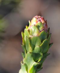 Paranomus longicaulis