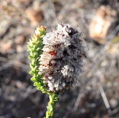 Paranomus longicaulis