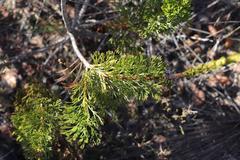 Paranomus longicaulis