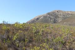 Paranomus longicaulis