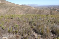 Paranomus longicaulis