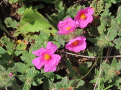 Cistus crispus