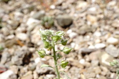 Alyssum smyrnaeum