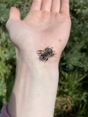 Habropoda miserabilis