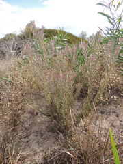 Leucadendron cinereum