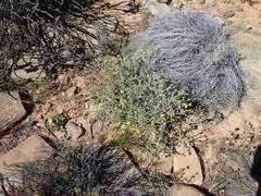 Osteospermum sinuatum