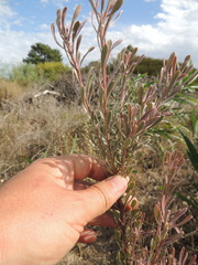 Leucadendron cinereum