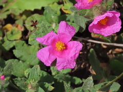 Cistus crispus
